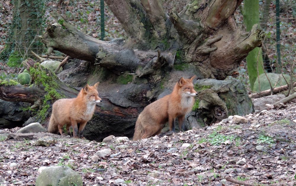 Tierpark Lange Erlen