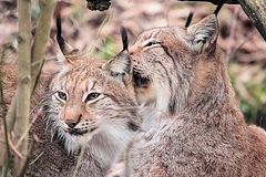 Tierpark Lange Erlen - Der Luchs (Kinderstube) Geschwisterliebe