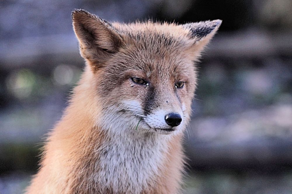 Tierpark Lange Erlen - Der Rotfuchs als "Vegetarier"