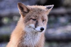 Tierpark Lange Erlen - Der Rotfuchs als "Vegetarier"