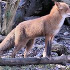 Tierpark Lange Erlen - Der Rotfuchs (Vulpes vulpes)