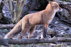 Tierpark Lange Erlen - Der Rotfuchs (Vulpes vulpes)