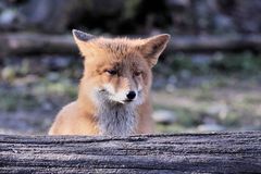 Tierpark Lange Erlen - Der Rotfuchs  (Vulpes vulpes) in "Deckung"