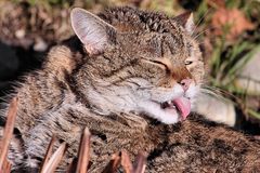 Tierpark Lange Erlen - Die Wildkatze / Fellpflege