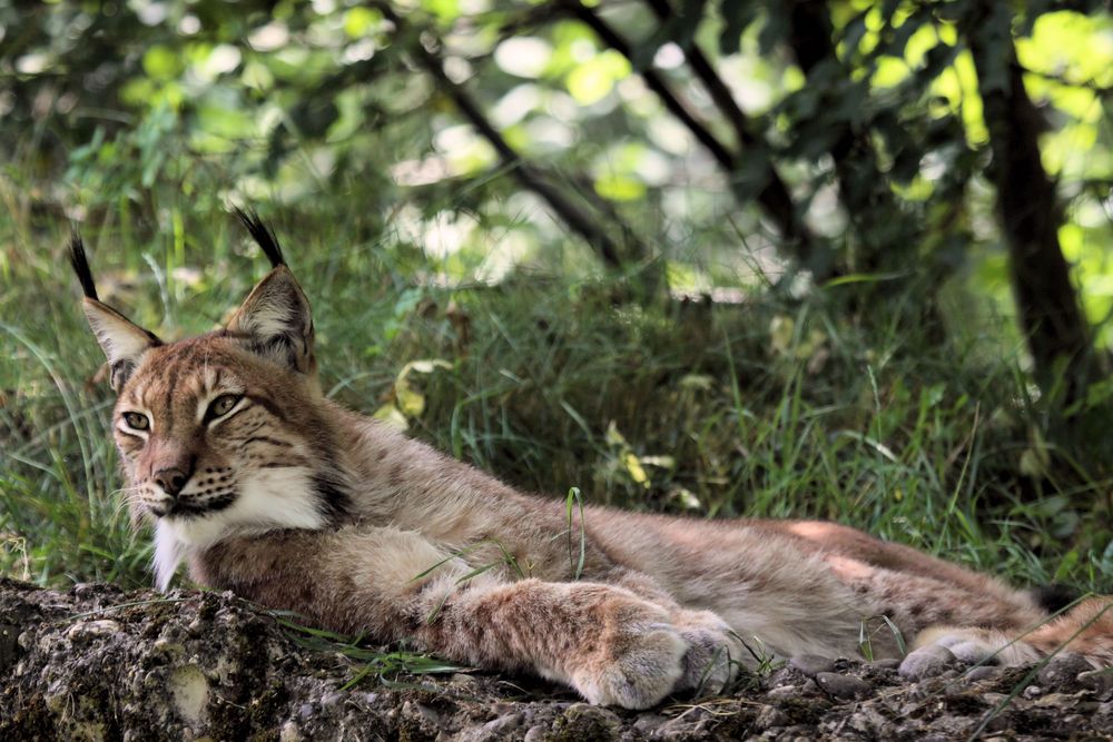Tierpark Lange Erlen, Eurasischer Luchs oder Nordluchs (Lynx lynx)