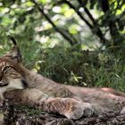 Tierpark Lange Erlen, Eurasischer Luchs oder Nordluchs (Lynx lynx)