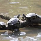 Tierpark Lange Erlen, Europäische Sumpfschildkröte (Emys orbicularis)