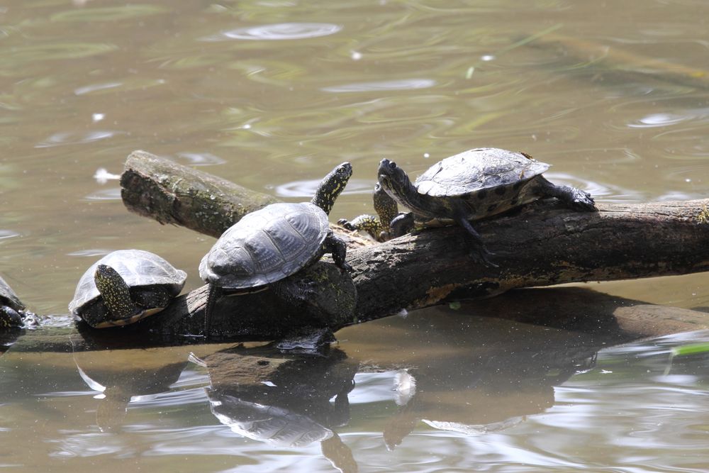 Tierpark Lange Erlen, Europäische Sumpfschildkröte (Emys orbicularis)