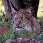 Tierpark Lange Erlen, Europäischer Luchs (Lynx lynx)