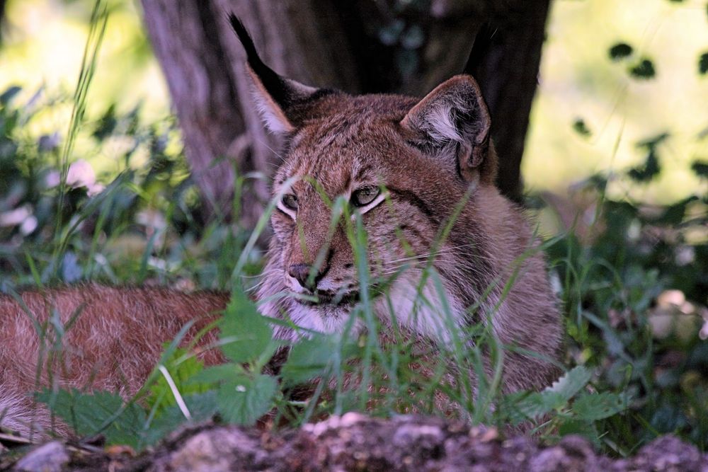 Tierpark Lange Erlen, Europäischer Luchs (Lynx lynx)