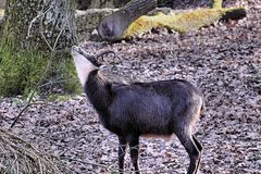 Tierpark Lange Erlen - Kanton Stadt Basel / Gemse