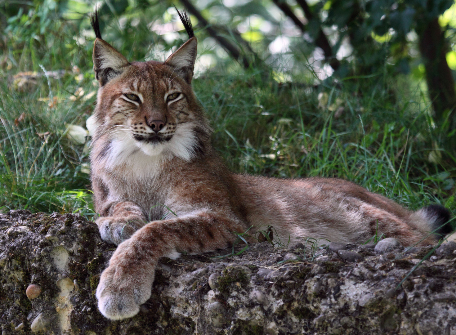 Tierpark Lange Erlen, Nordluchs (Lynx lynx) 005