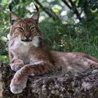 Tierpark Lange Erlen, Nordluchs (Lynx lynx) 005