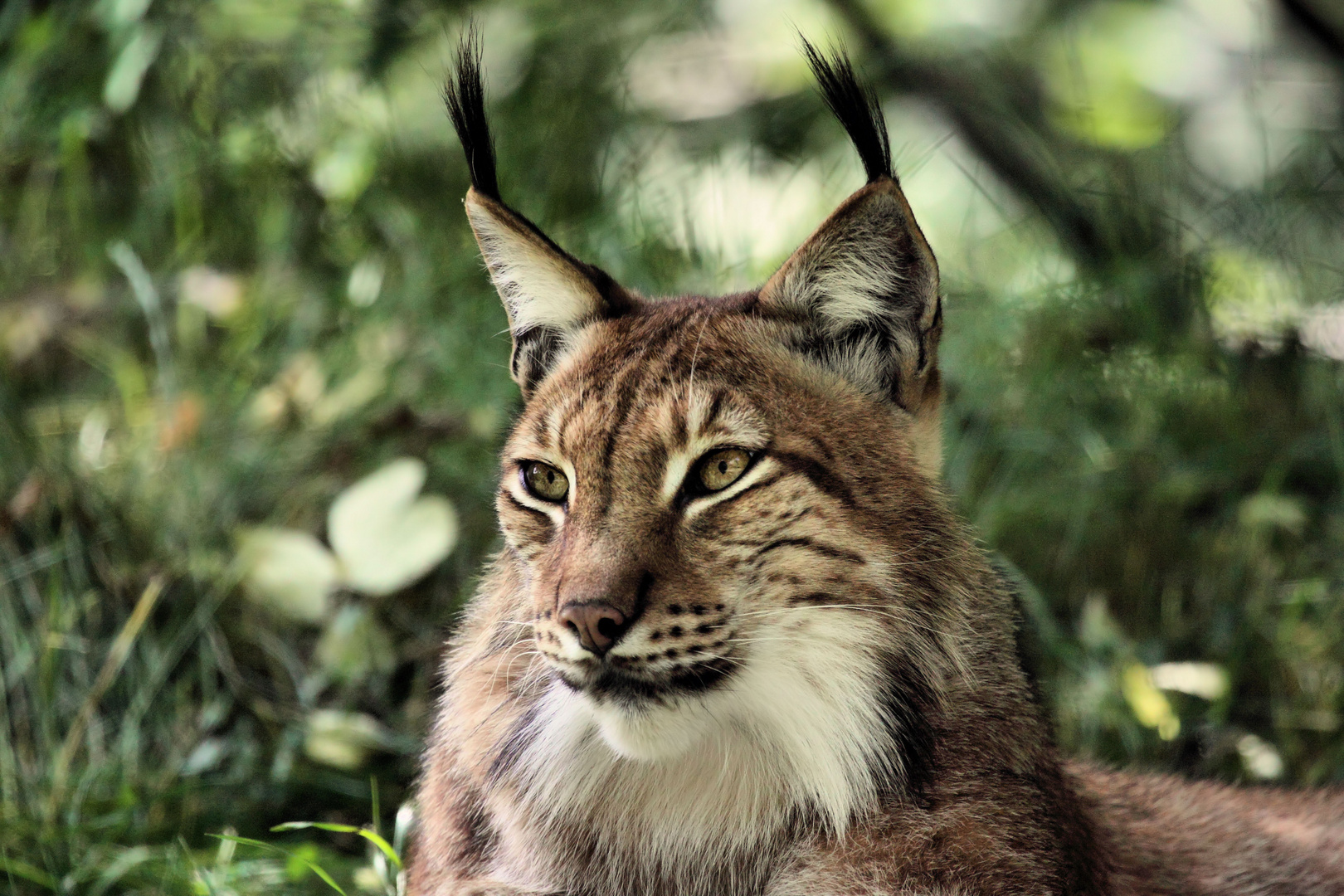 Tierpark Lange Erlen, Nordluchs (Lynx lynx) 015