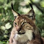 Tierpark Lange Erlen, Nordluchs (Lynx lynx) 015