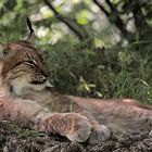 Tierpark Lange Erlen, Nordluchs (Lynx lynx) 016