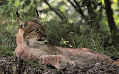 Tierpark Lange Erlen, Nordluchs (Lynx lynx) 016