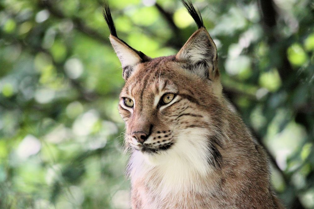 Tierpark Lange Erlen, Nordluchs (Lynx lynx) 021