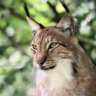 Tierpark Lange Erlen, Nordluchs (Lynx lynx) 021