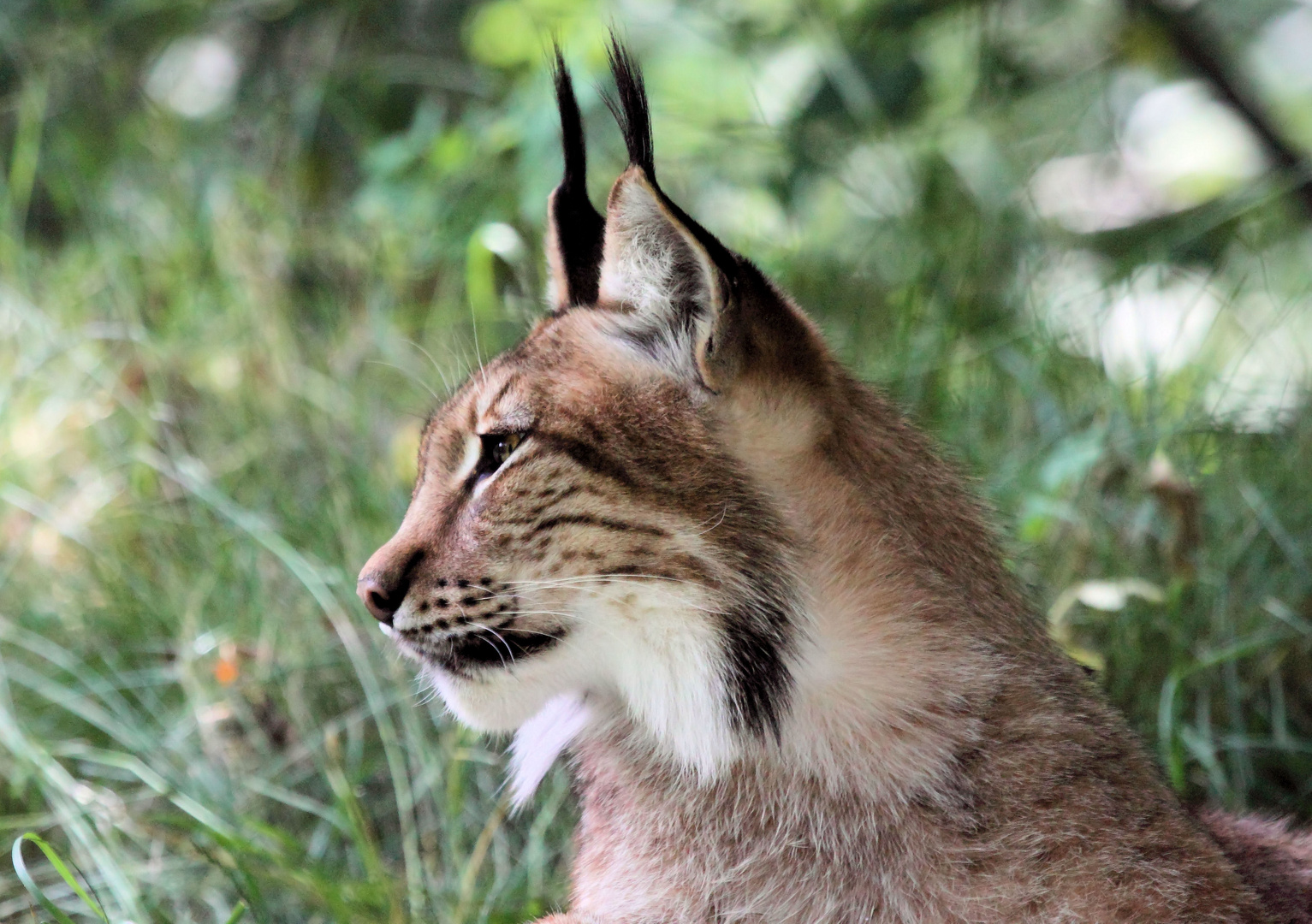 Tierpark Lange Erlen, Nordluchs (Lynx lynx) 022 - 12.06.2015