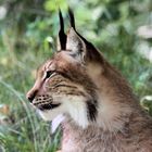 Tierpark Lange Erlen, Nordluchs (Lynx lynx) 022 - 12.06.2015