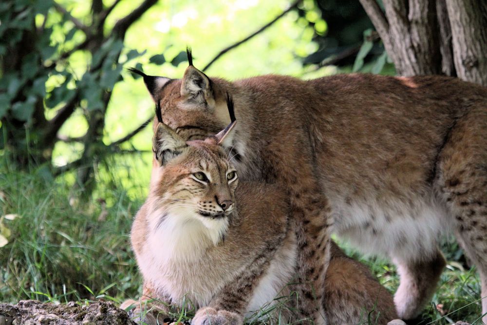 Tierpark Lange Erlen, Nordluchs (Lynx lynx) 038