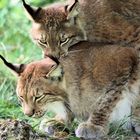 Tierpark Lange Erlen, Nordluchs (Lynx lynx) - Spiele von Halbstarken oder Geschwisterliebe