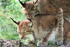 Tierpark Lange Erlen, Nordluchs (Lynx lynx) - Spiele von Halbstarken oder Geschwisterliebe