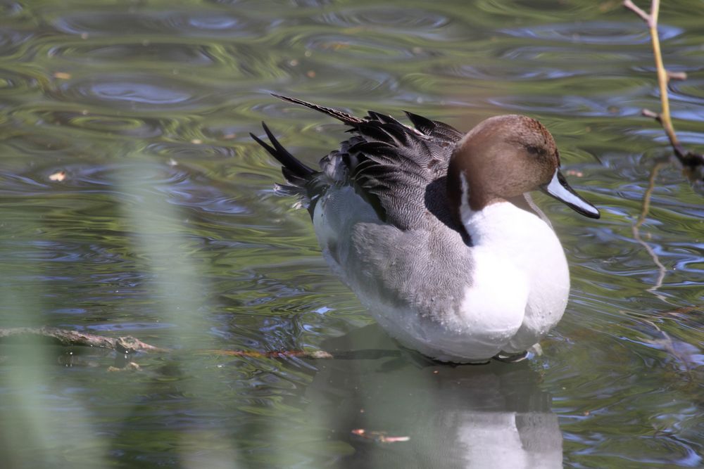 Tierpark Lange Erlen, Spießente (Anas acuta)