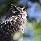 Tierpark Lange Erlen, Uhu (Bubo bubo) Eule