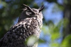 Tierpark Lange Erlen, Uhu (Bubo bubo) Eule