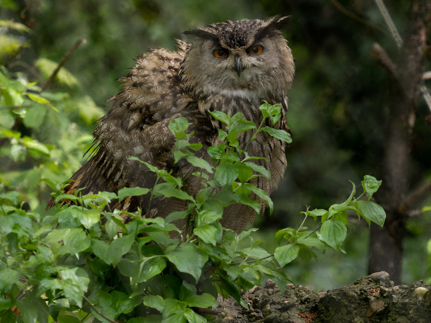 Tierpark - LangeErlen-1