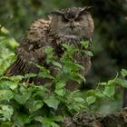 Tierpark - LangeErlen-1