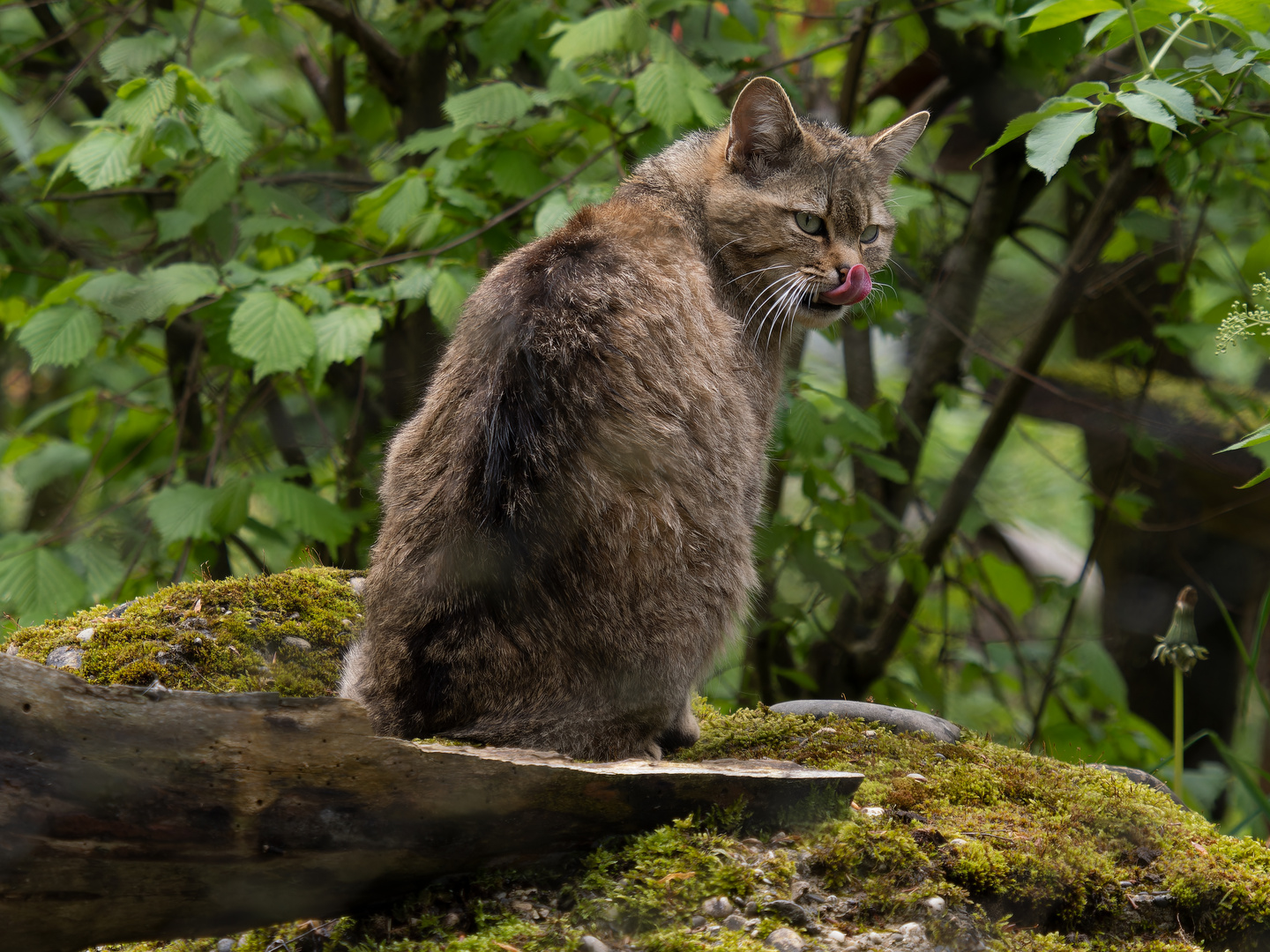 Tierpark LangeErlen_"Wild"Katze