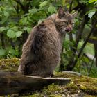 Tierpark LangeErlen_"Wild"Katze