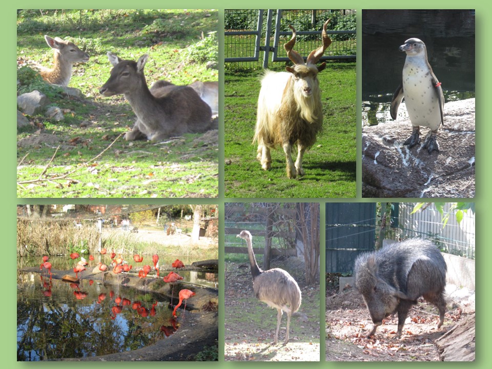 Tierpark Limbach/Oberfrohna  (Sachsen) 1