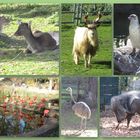 Tierpark Limbach/Oberfrohna  (Sachsen) 1