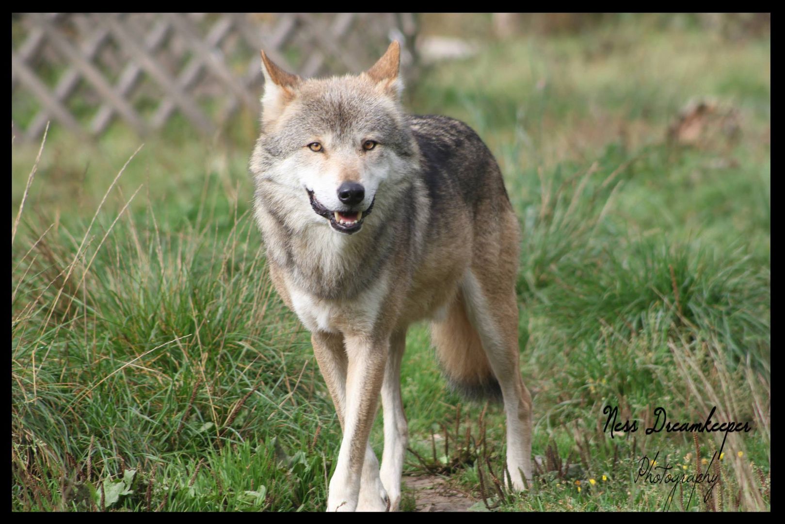 Tierpark Löffingen Schwarzwaldpark 1