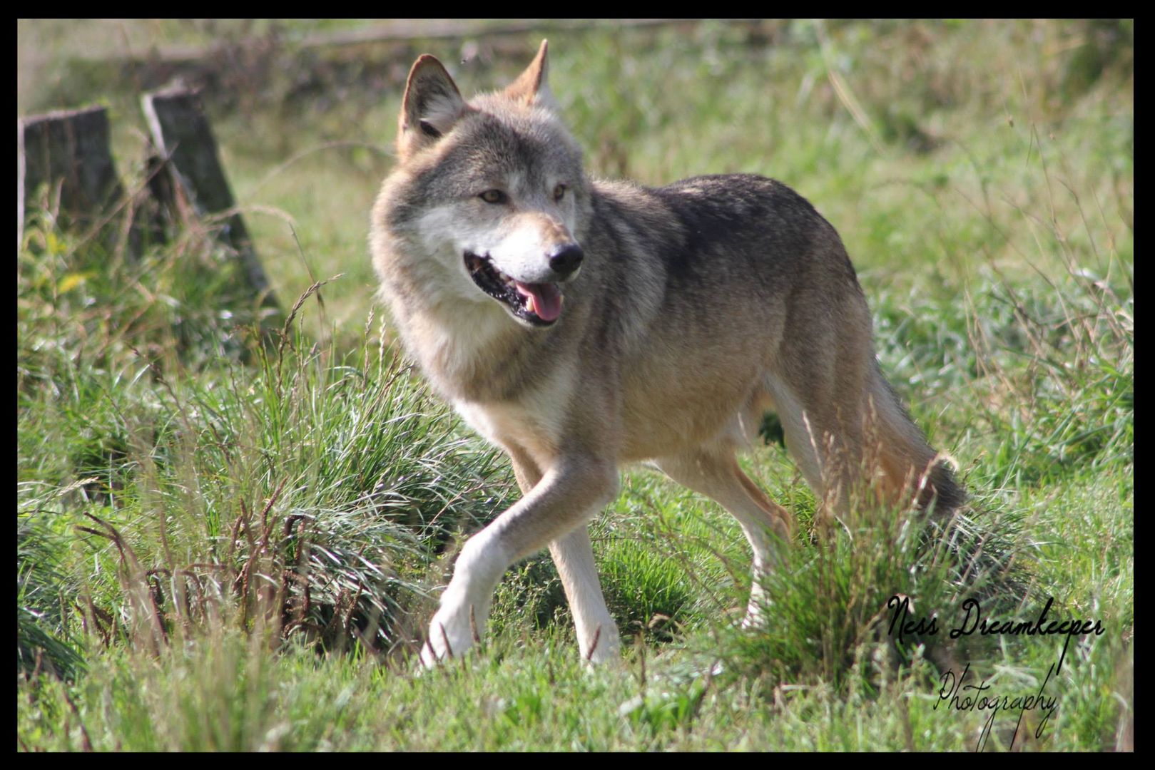 Tierpark Löffingen Schwarzwaldpark 3