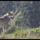 Tierpark Löffingen Schwarzwaldpark 4