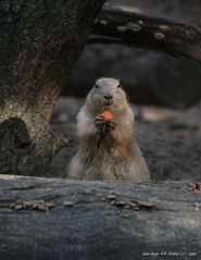 Tierpark Lüneburger Heide