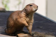 Tierpark Mönchengladbach