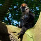 Tierpark München-Affenwelt
