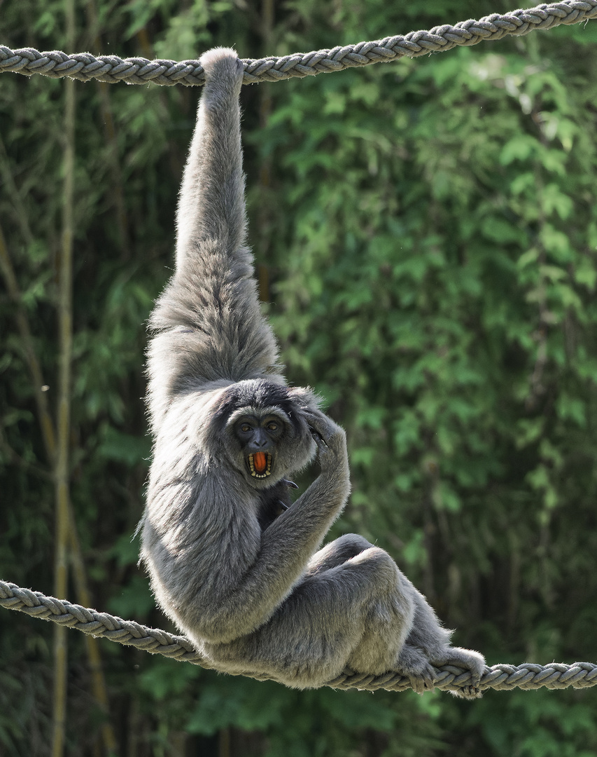 Tierpark München-Affenwelt