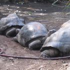 Tierpark München