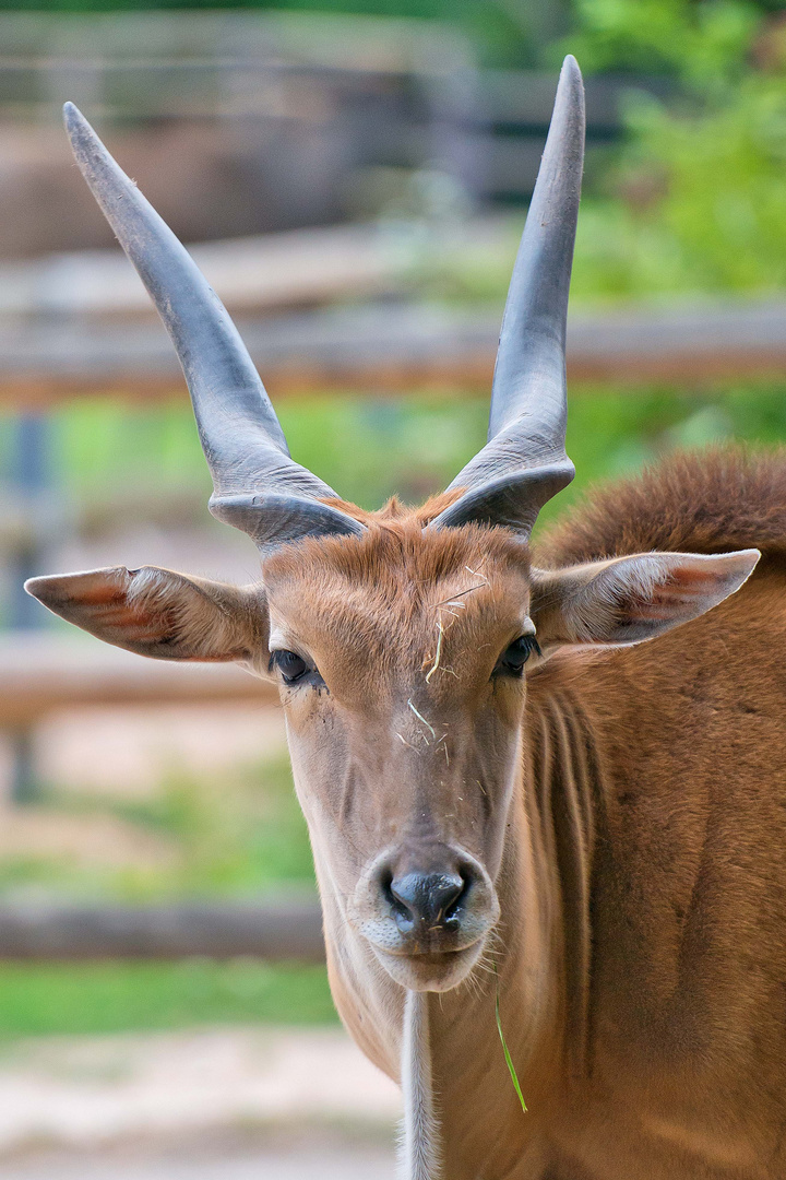 Tierpark Nürnberg