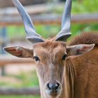 Tierpark Nürnberg