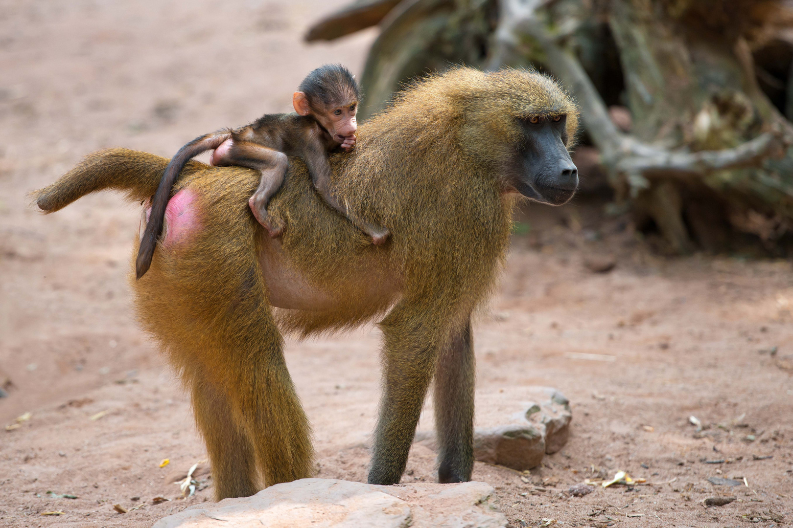 Tierpark Nürnberg