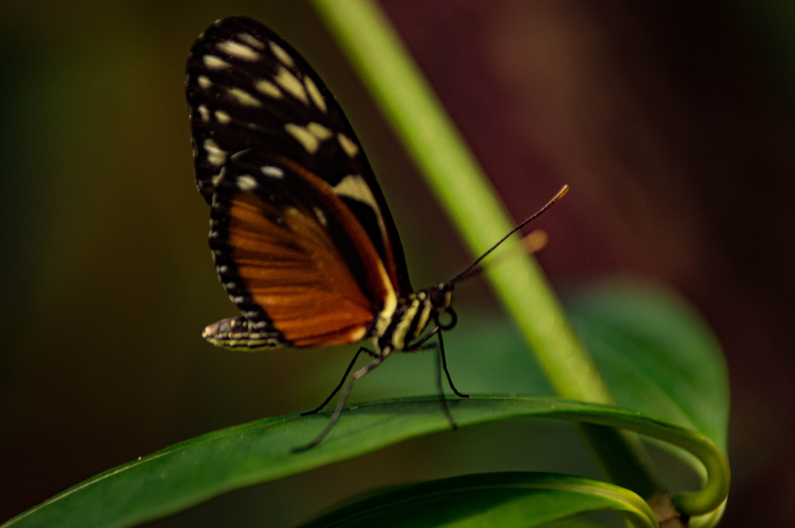 Tierpark Nürnberg 2015