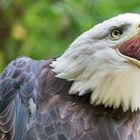 Tierpark Nürnberg